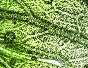 Gros plan sur une feuille avec des textures vertes et des gouttes d&aposeau, mettant en evidence la richesse des details naturels.