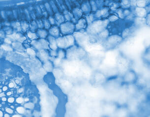 Image microscopique en bleu, montrant des cellules et des structures interconnectees, illustrant des details biologiques.