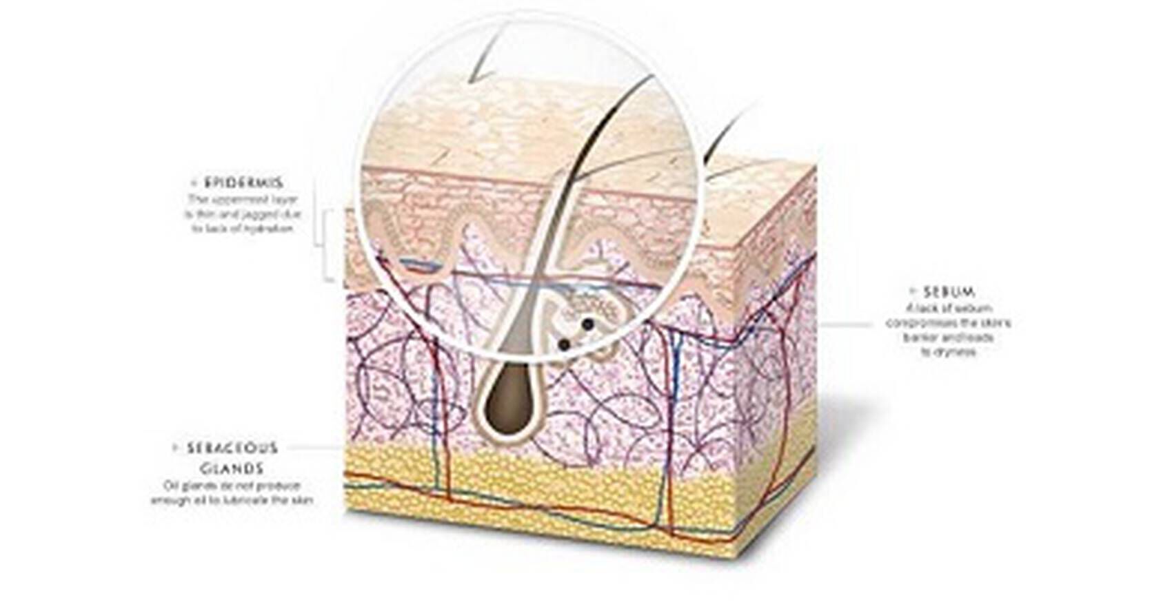 Illustration detaillant la structure de la peau, incluant l'epiderme, le sebum et les glandes sebacees.