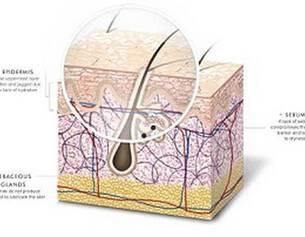 Illustration detaillant la structure de la peau, incluant l'epiderme, le sebum et les glandes sebacees.