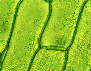 Vue microscopique de cellules vegetales vertes, montrant les parois cellulaires et les chloroplastes sur un fond vert vif.