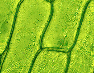 Vue microscopique de cellules vegetales vertes, montrant les parois cellulaires et les chloroplastes sur un fond vert vif.