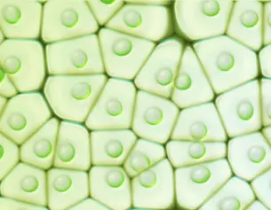 Grossissement de cellules avec des formes hexagonales, comportant des gouttelettes vertes a l&aposinterieur.