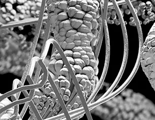Close-up of a scientific illustration showing intricate cellular structures and molecular details in grayscale.
