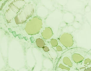 Vue microscopique de cellules avec des structures ovales vertes sur fond clair, representant la biologie cellulaire.