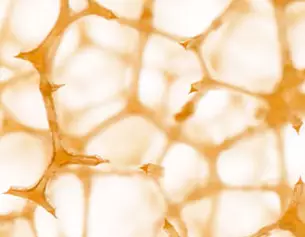 Details microscopiques d&aposune structure alveolaire en orange clair, montrant des entrelacs de filaments.