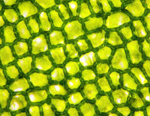 Texture detaillee d&aposune cellule vegetale verte, montrant un motif en mailles avec une transparence lumineuse.