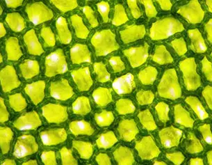 Texture detaillee d&aposune cellule vegetale verte, montrant un motif en mailles avec une transparence lumineuse.
