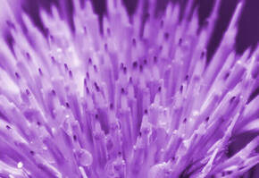 Close-up of a purple thistle flower, highlighting its sharp, spiky tips and droplets of water glistening on the surface.